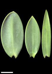 Veronica albicans. Leaves, adaxial surface. Mt Burnett (right), Tākaka Hill (centre), Aorere River (left). Scale = 10 mm.
 Image: W.M. Malcolm © Te Papa CC-BY-NC 3.0 NZ